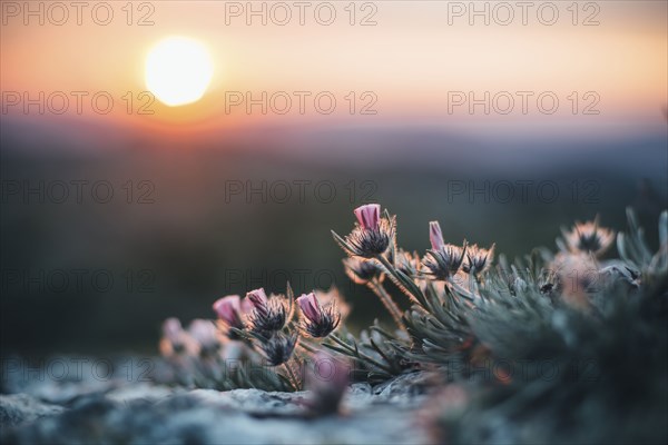 Close up of flowers at sunset