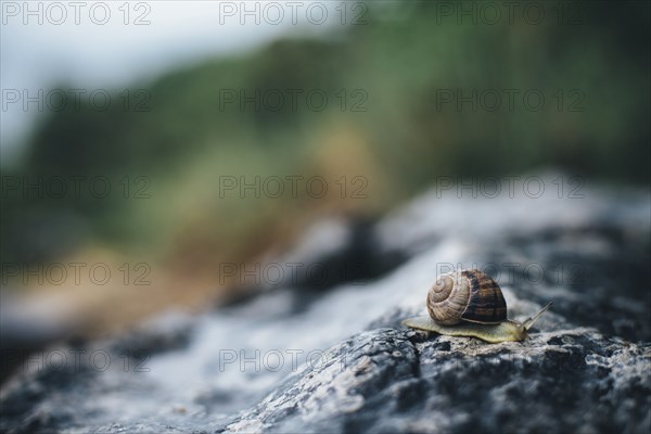 Close up of snail on rock