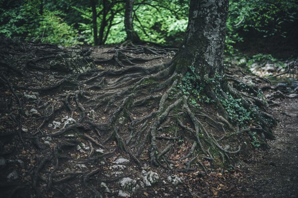 Exposed roots of tree in forest