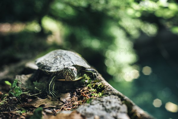 Turtle on rock