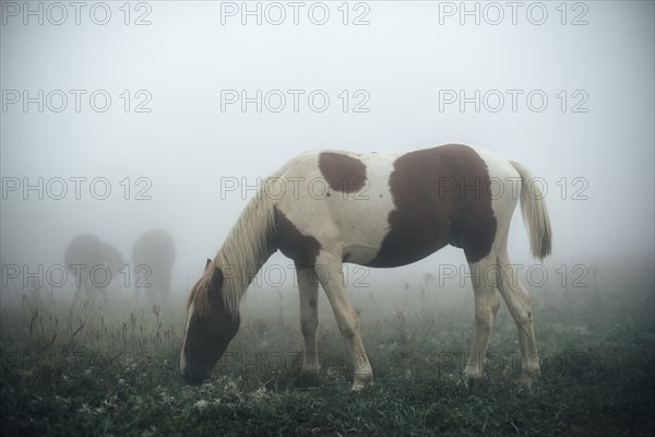 Horse grazing in foggy pasture
