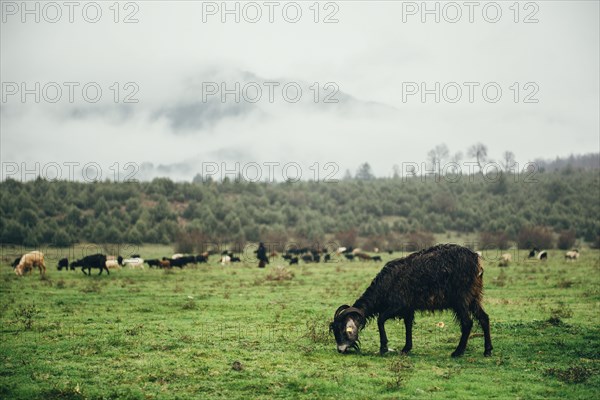 Ram grazing in green pasture