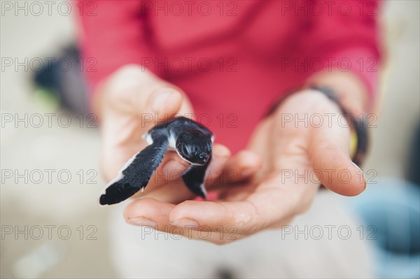 Hands of woman holding baby sea turtle