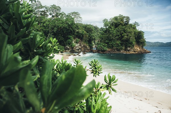 Foliage at ocean beach