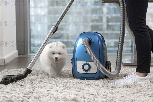 Woman using vacuum standing near fluffy white dog