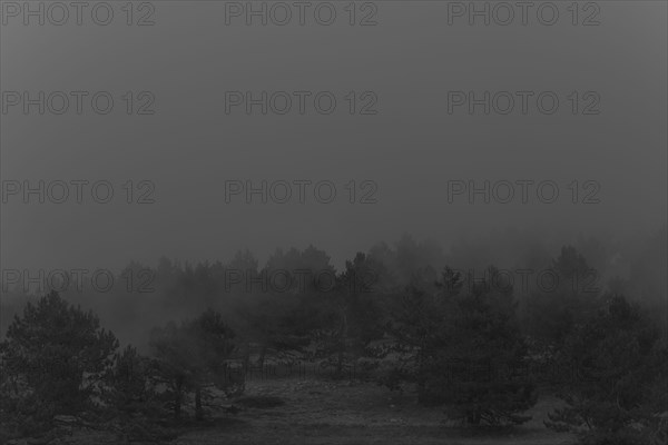 Fog over trees