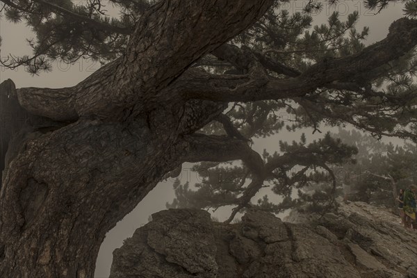 Tree branches over rock