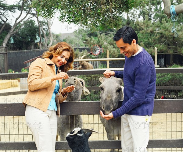 Couple feeding donkeys in petting zoo