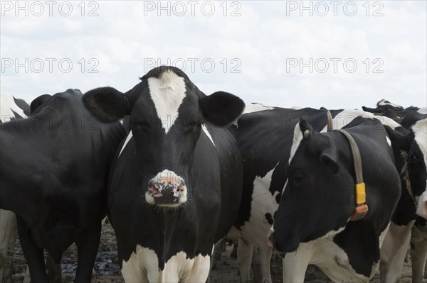 Cows with tags standing together