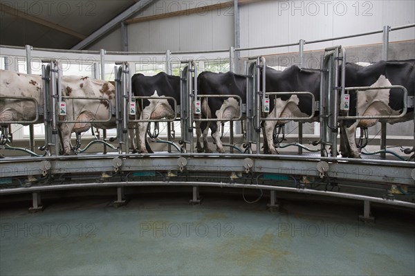 Dairy cows standing together for milking