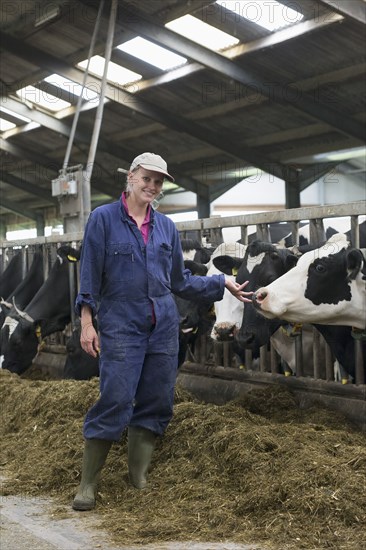 Caucasian farm worker standing with dairy cows