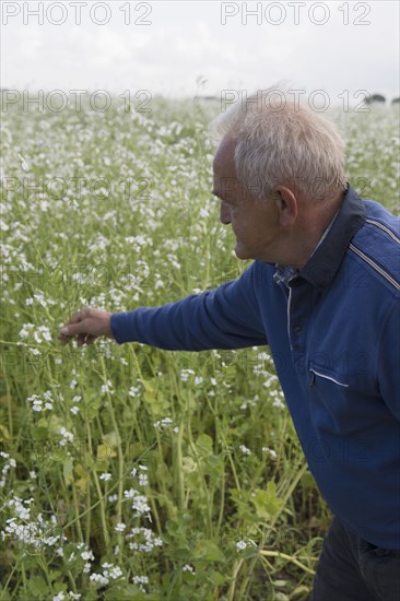 Caucasian farmer examining crop