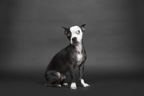 Portrait of dog looking away