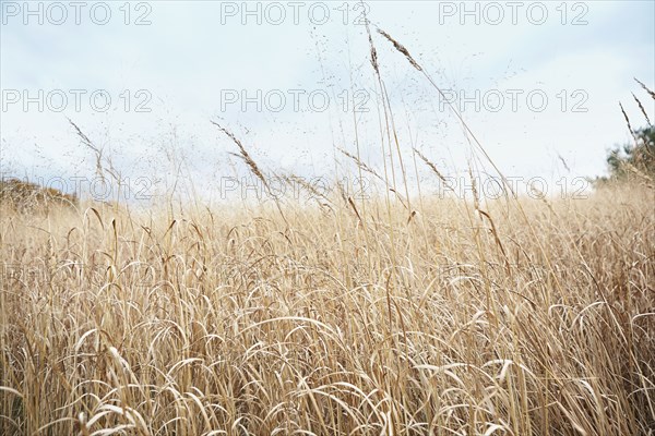 Wheat stalks growing in field