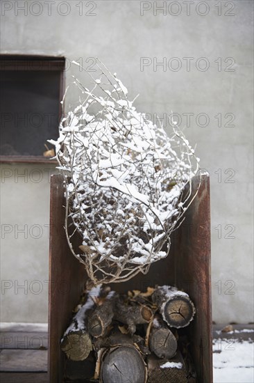 Snowy tree branch in firewood pile