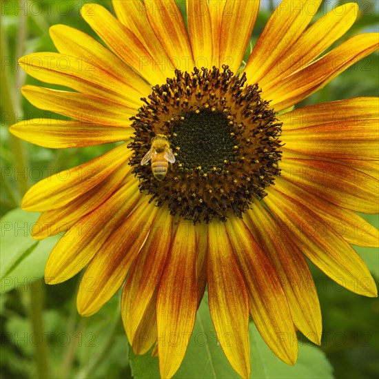 Close up of bee collecting pollen from sunflower