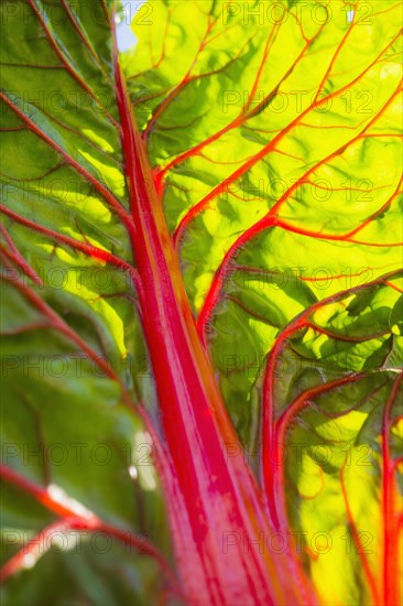 Close up of fresh chard leaf