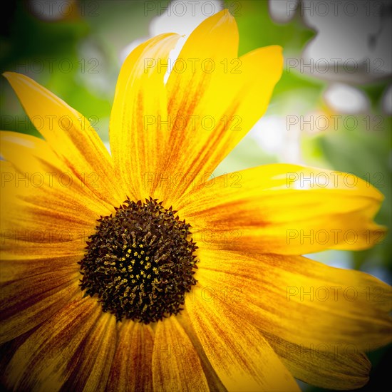 Close up of flower