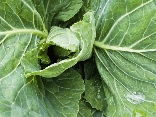 Close up of curling leaves