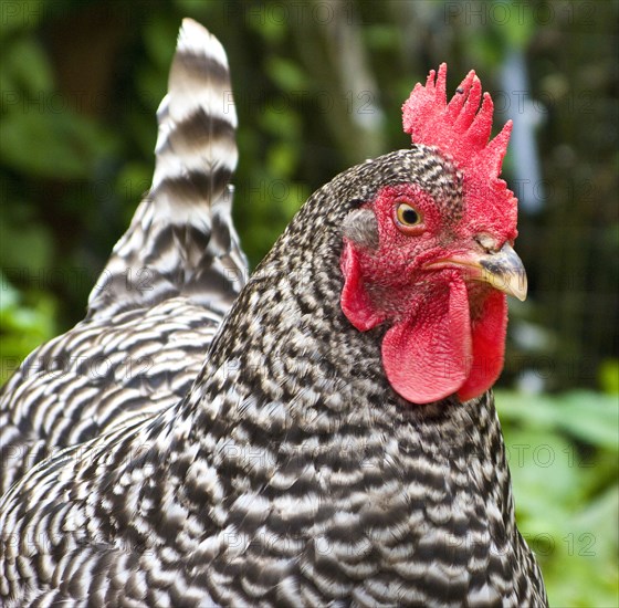 Close up of chicken outdoors