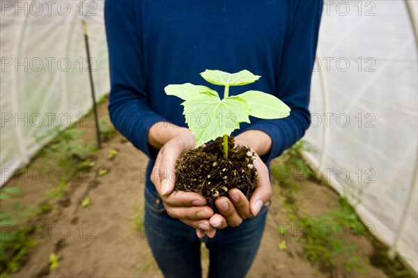 Japanese gardener holding potted plant in greenhouse