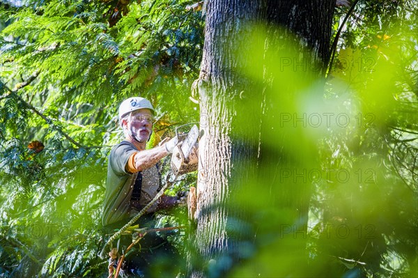 Logger using chainsaw on tree