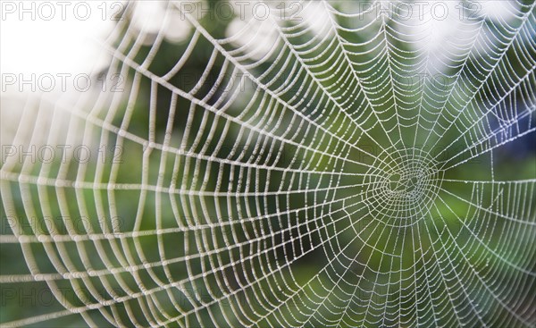 Close up of spider web