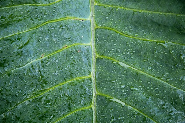 Close up of dewdrops on leaf
