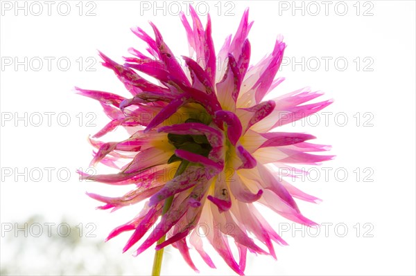 Close up of pink dahlia