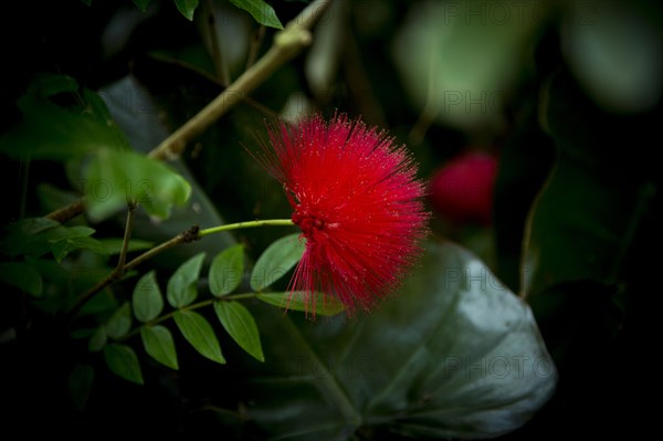 Close up of flower on leafy plant