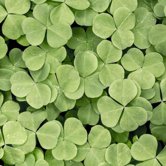 Close up of blooming clover plants