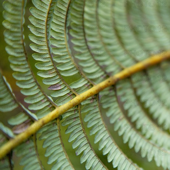 Close up of leaves growing on plant