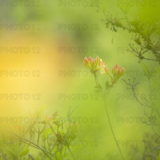 Flowers growing in garden