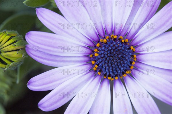 Close up of blooming flower