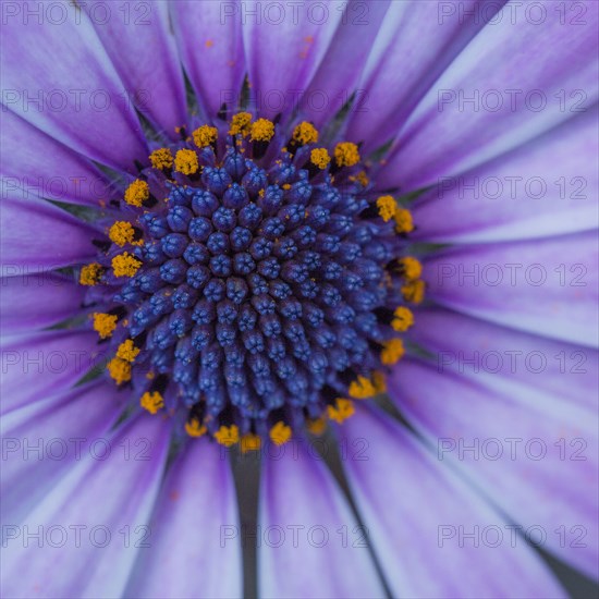 Close up of blooming flower