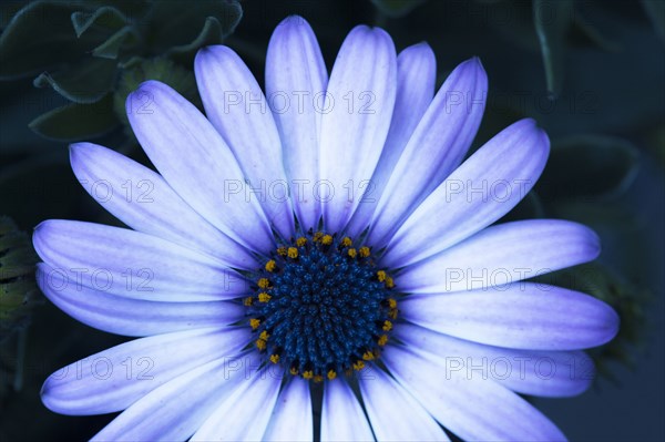 Close up of blooming flower