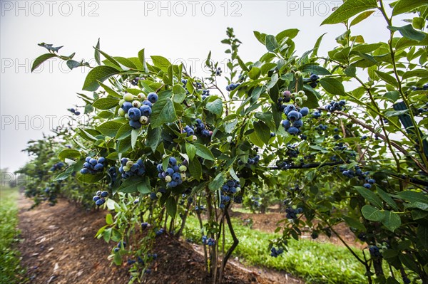 Blueberry bush on farm