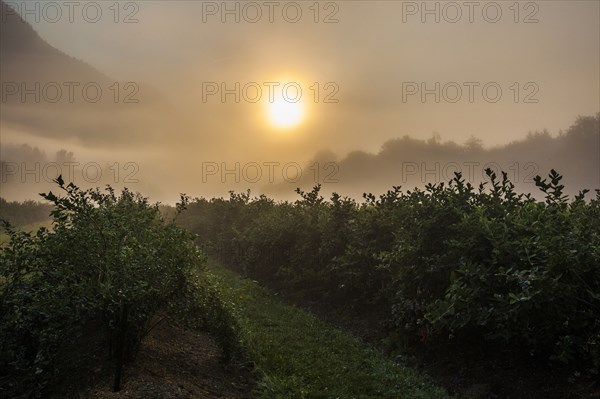 Blueberry bushes on farm at sunset