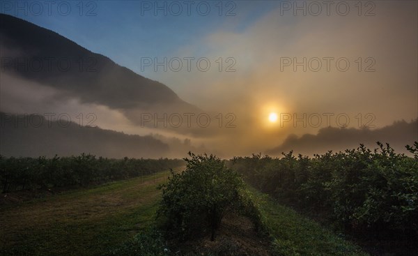 Blueberry bushes on farm at sunset