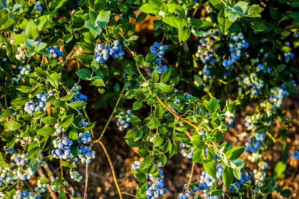 Blueberry bush