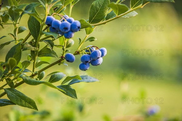 Blueberry bush