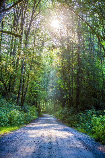 Sunbeam through trees on forest path