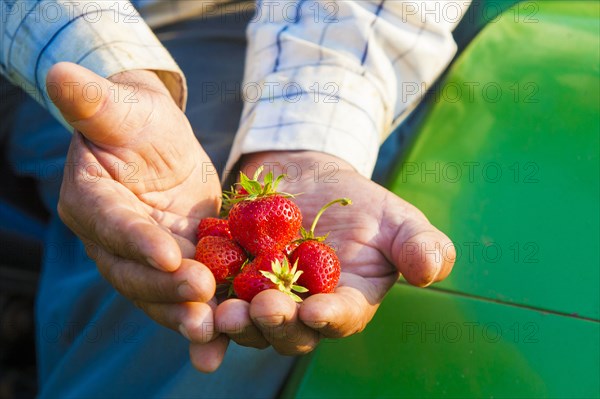 Hands of man holding strawberries