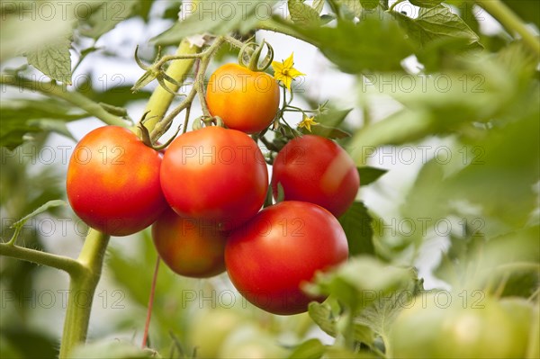 Tomatoes on vine