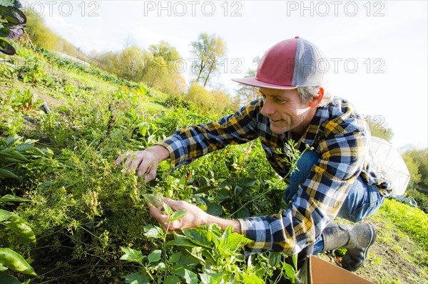 Caucasian farmer examining plants