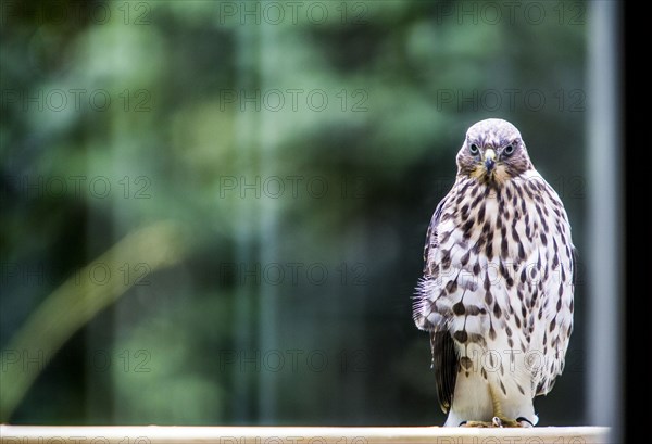 Portrait of hawk standing in window