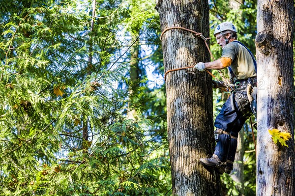 Man wearing harness climbing tree