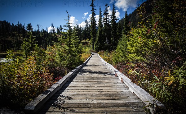 Wooden boardwalk in forest