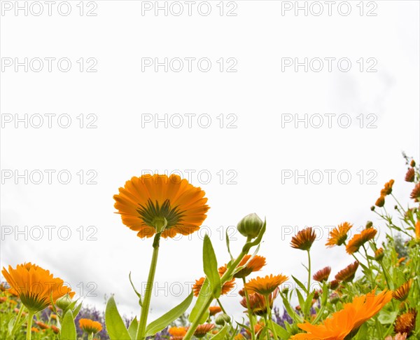 Orange flowers in field