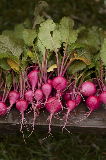 Close up of fresh radishes